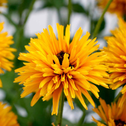 Rudbeckia 'Lion Cub'