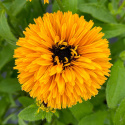 Rudbeckia 'Lion Cub'