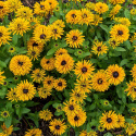 Rudbeckia 'Lion Cub'