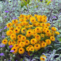 Rudbeckia 'Lion Cub'