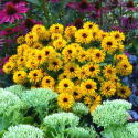 Rudbeckia 'Lion Cub'