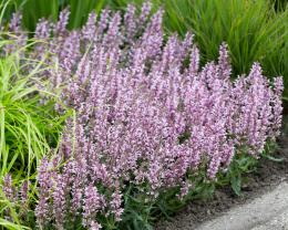 Szałwia- Salvia 'Feathers Flamingo'