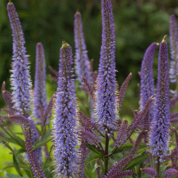 Przetacznikowiec wirginijski - Veronicastrum Cupid