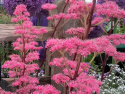 Rodgersia 'Bronze Peacock'