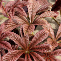 Rodgersia 'Bronze Peacock'