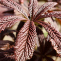 Rodgersia 'Bronze Peacock'