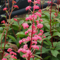 Rodgersia 'Bronze Peacock'