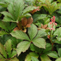 Rodgersia 'Bronze Peacock'