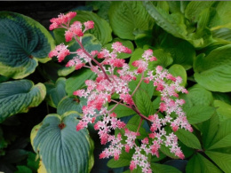 Rodgersia 'Candy Clouds'