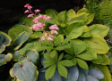 Rodgersia 'Candy Clouds'