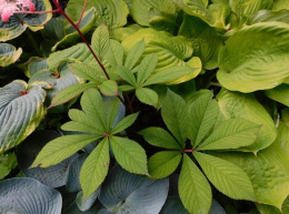 Rodgersia 'Candy Clouds'