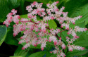 Rodgersia 'Candy Clouds'