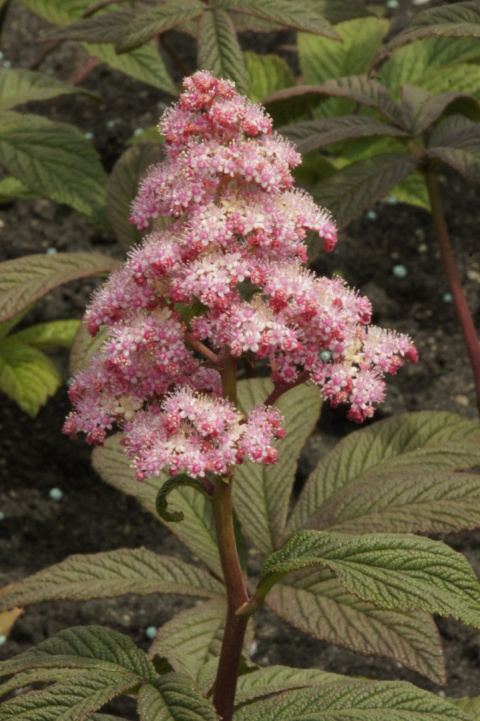 Rodgersia 'Chocolate Wings'