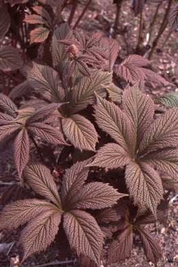 Rodgersia 'Chocolate Wings'