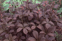 Rodgersia 'Chocolate Wings'