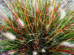 Rozplenica- Pennisetum alopecuroides ‘Burgundy Bunny’