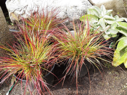 Rozplenica- Pennisetum alopecuroides ‘Burgundy Bunny’