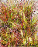 Rozplenica- Pennisetum alopecuroides ‘Burgundy Bunny’