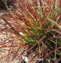 Rozplenica- Pennisetum alopecuroides ‘Burgundy Bunny’