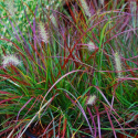 Rozplenica- Pennisetum alopecuroides ‘Burgundy Bunny’