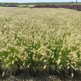 Rozplenica- Pennisetum alopecuroides ‘Hameln’ (p9)