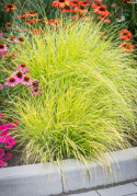 Rozplenica- Pennisetum alopecuroides ‘Hameln Gold’ (p9)