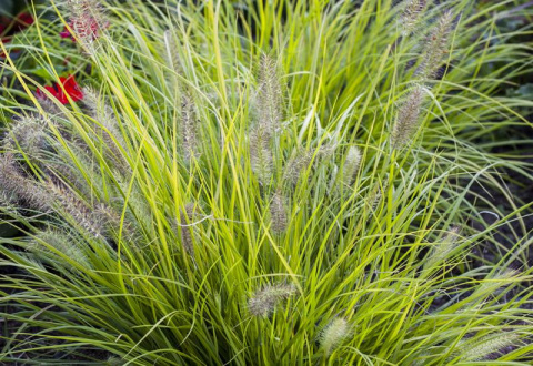 Rozplenica- Pennisetum alopecuroides ‘Hameln Gold’ (p9)