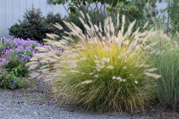 Rozplenica- Pennisetum alopecuroides ‘Hameln’