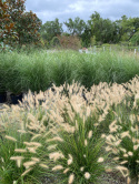 Rozplenica- Pennisetum alopecuroides ‘Hameln’