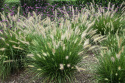 Rozplenica- Pennisetum alopecuroides ‘Hameln’