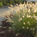 Rozplenica- Pennisetum alopecuroides ‘Hameln’