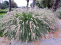 Rozplenica- Pennisetum alopecuroides ‘Hameln’