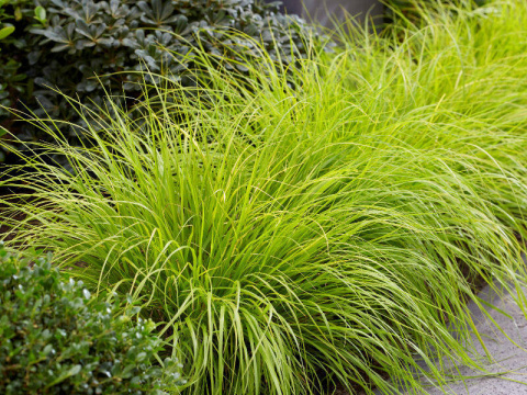 Rozplenica- Pennisetum alopecuroides ‘Hameln Gold’