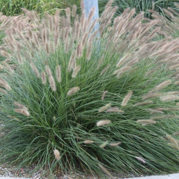 Rozplenica- Pennisetum alopecuroides ‘Lady U’