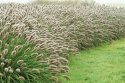 Rozplenica- Pennisetum alopecuroides ‘Lady U’