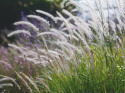 Rozplenica- Pennisetum 'Fairy Tails'