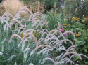 Rozplenica- Pennisetum 'Fairy Tails'