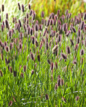 Rozplenica masajska- Pennisetum massaicum 'Red Bunny'