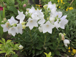 Rozwar- Platycodon gran. 'Astra White'