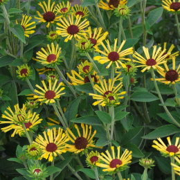 Rudbeckia 'Little Henry'