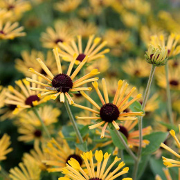 Rudbeckia 'Little Henry'