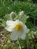 Sasanka zwyczajna- Pulsatilla 'Alba' (p9)