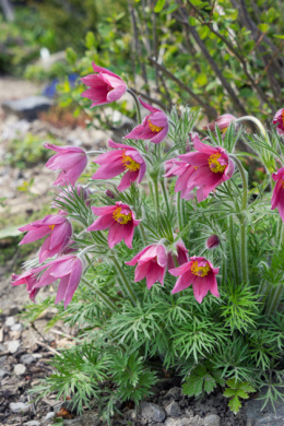 Sasanka zwyczajna- Pulsatilla 'Rosen Glocke'