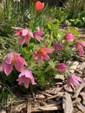 Sasanka zwyczajna- Pulsatilla 'Rosen Glocke'