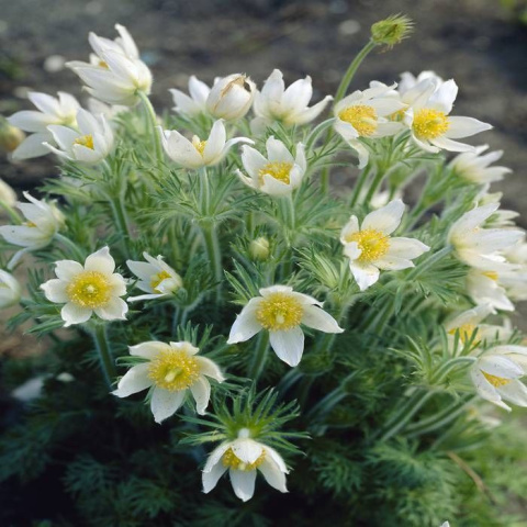 Sasanka zwyczajna- Pulsatilla 'Alba'