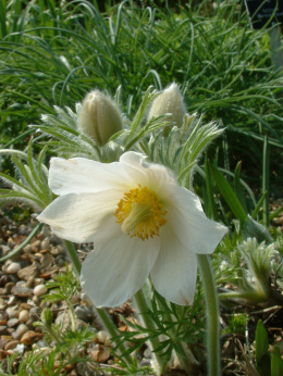 Sasanka zwyczajna- Pulsatilla 'Alba'