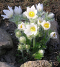 Sasanka zwyczajna- Pulsatilla 'Alba'