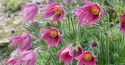 Sasanka zwyczajna- Pulsatilla 'Rosen Glocke'