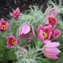 Sasanka zwyczajna- Pulsatilla 'Rosen Glocke'