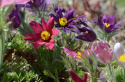 Sasanka zwyczajna- Pulsatilla vulgaris